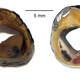 Snake Salami (Anatomical cross-sections of kingsnakes and ratsnakes, Image: David Penning, Missouri Southern State University)